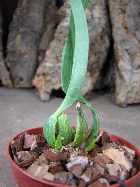 Rhynchostele rossii.JPG
