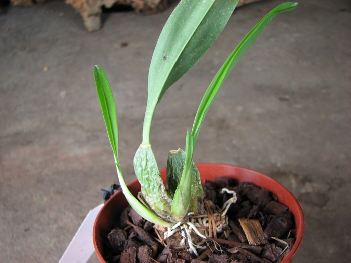 Rhynchostele cervantesii.JPG