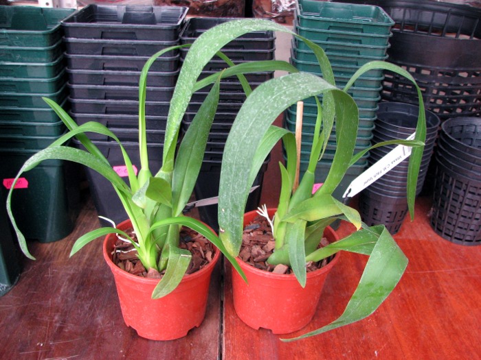 Miltassia C.M. Fitch 'Izumi'.JPG