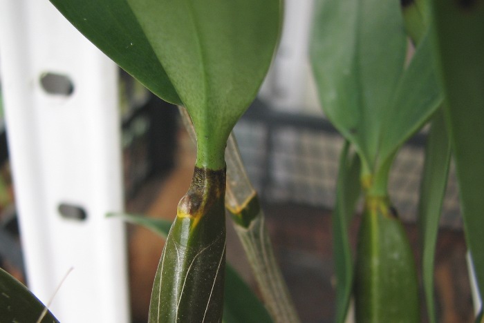 Dendrobium farmeri.JPG