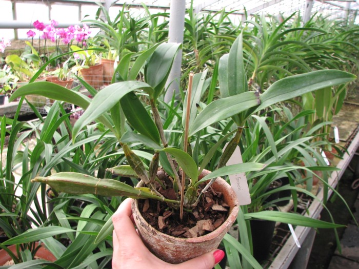 Dendrobium farmeri.JPG