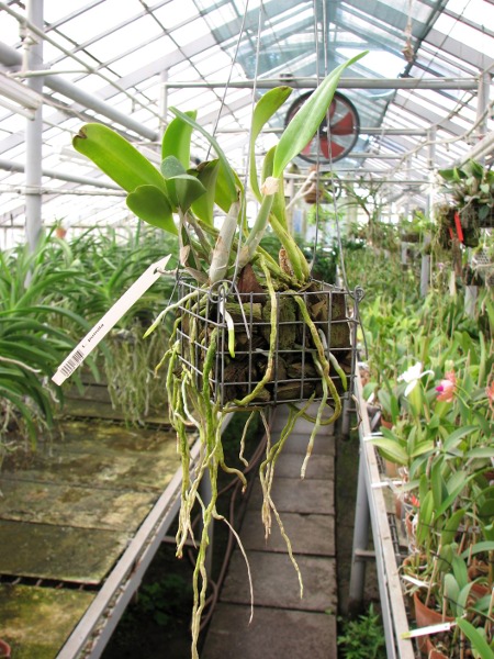 Laelia pumila.JPG