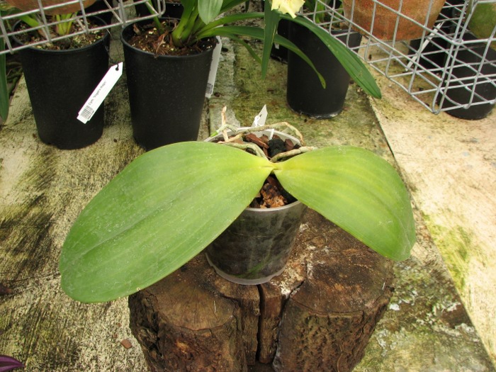 Phalaenopsis gigantea x sumatrana south Thailand.JPG