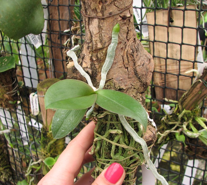 Phalaenopsis Mini Mark.JPG