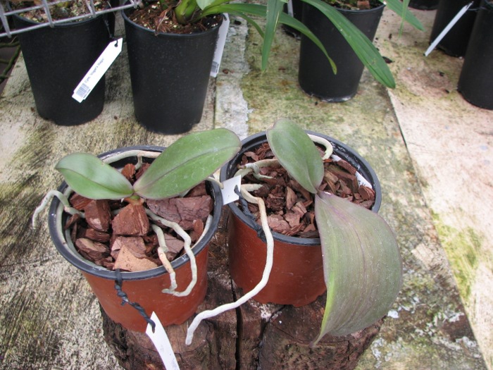 Phalaenopsis Sogo Lawrence x (Phalaenopsis Sogo Lawrence x Phalaenopsis Yungho Princess Gelb).JPG