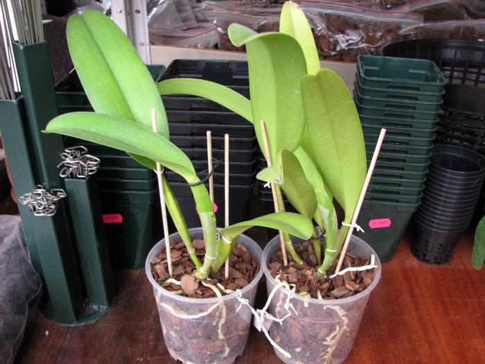 Cattleya warscewiczii tipo 'Hector' x SELF.JPG