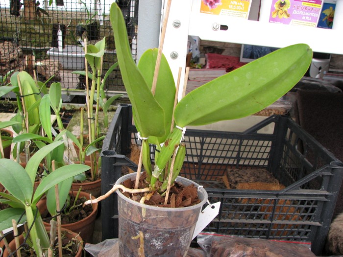 Cattleya warneri semi alba (boa forma) x Cattleya warneri semi alba 'Rubi'.JPG