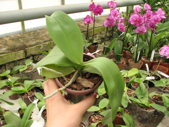Doritaenopsis Sogo Meili x Phalaenopsis Ld's Bear Queen.JPG