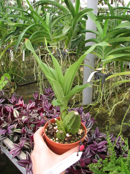 Lycaste Fire Bird.JPG