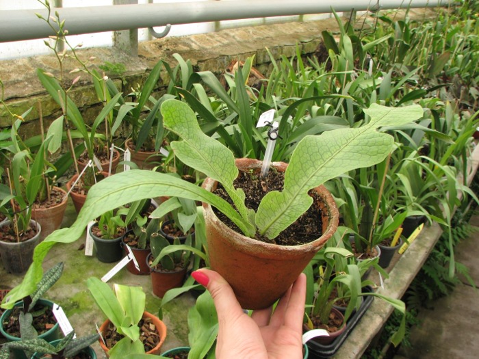 Microsorum musifolium 'Crocodyllus'.JPG