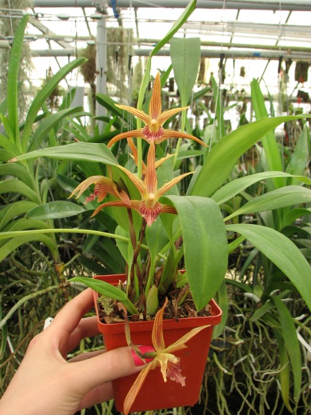 Maxillaria Sangai (Maxillaria pulla x Maxillaria striata).JPG