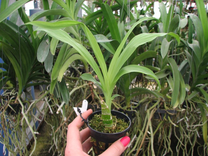 Catasetum pileatum 'Jumbo Green Gold'.JPG