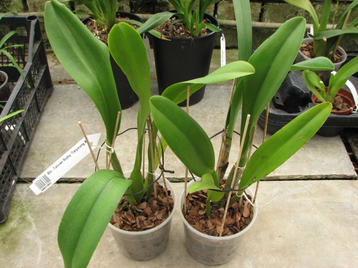 Brassolaeliocattleya Taiwan Ruby 'Taiyoung #6'.JPG
