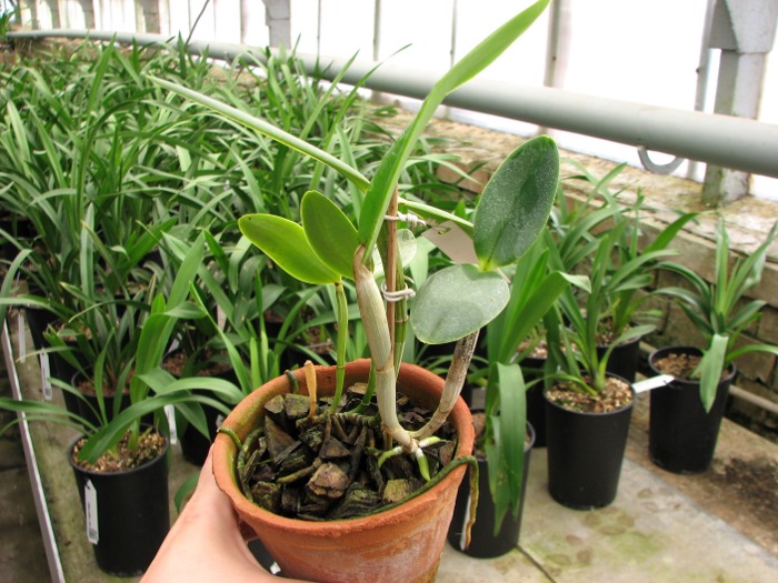 Cattleya intermedia semi alba-orlatao 'Fusae' x Cattleya intermedia pelorica 'Rabo de Pavao'.JPG