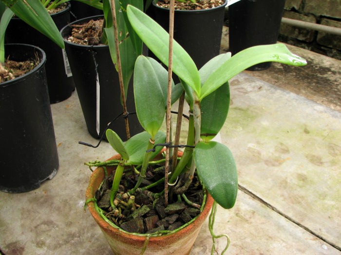 Cattleya intermedia aquini rosea-concolor XXX x Cattleya intermedia aquini alba 'Superba' XXX.JPG