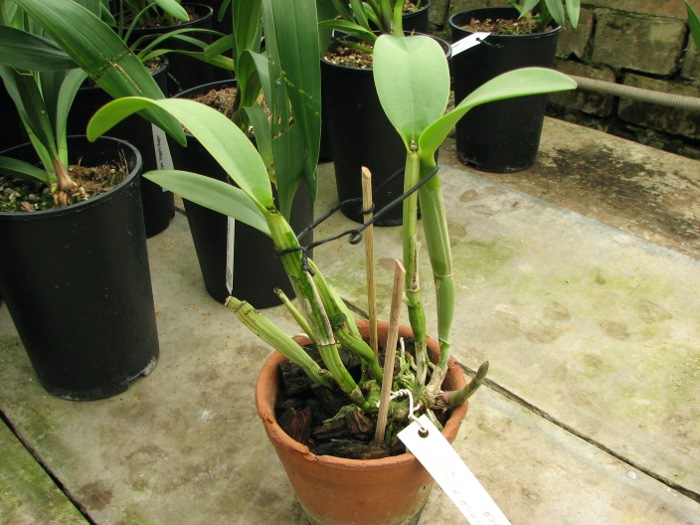 Cattleya aurantiaca x Brassavola glauca.JPG
