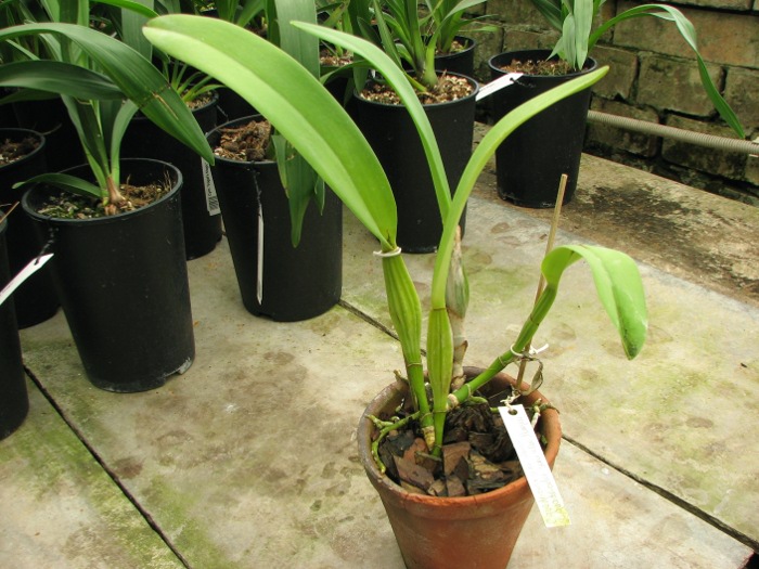 Cattleya quadricolor semi alba x Cattleya quadricolor semi alba 'Pompeu'.JPG