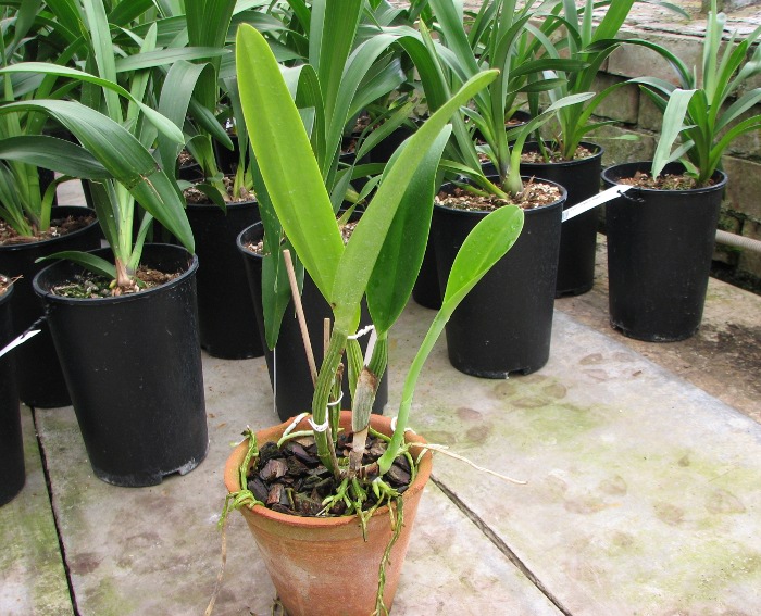 Cattleya quadricolor alba x Cattleya quadricolor suavissima.JPG