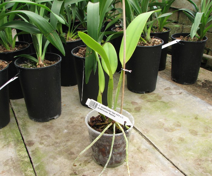 Cattleya quadricolor tipo XXX x Cattleya quadricolor 'Rainha'.JPG
