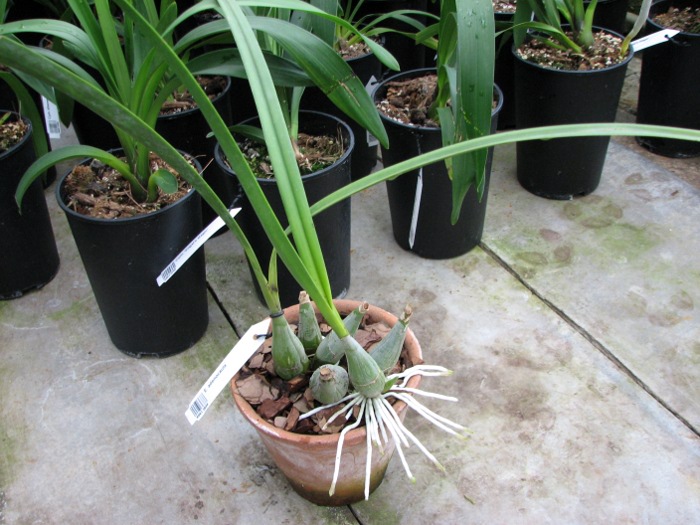Encyclia adenocaula.JPG