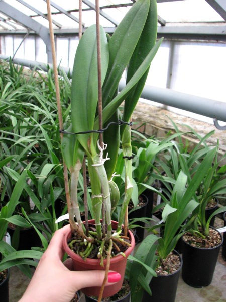 Epidendrum parkinsonianum x Brassavola digbyana.JPG