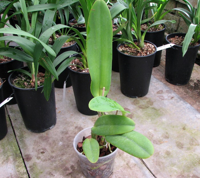 Cattleya warneri concolor 'HI' x Cattleya warneri venosa suave.JPG