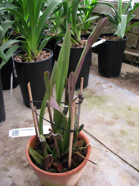 Cattleya lawrenceana.JPG