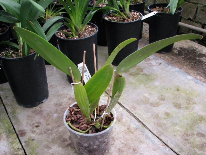 Cattleya warneri tipo 'Maravilha' (escura) x Cattleya warneri integra-orlata 'AWZ'.JPG