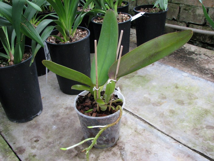 Cattleya warneri integra escura 'AWZ' x Cattleya warneri flameada.JPG