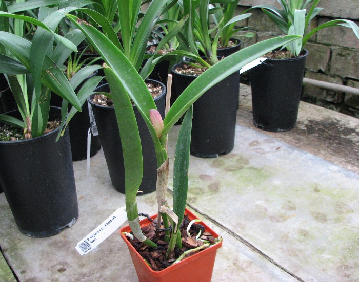 Brassavola fragrans x Laeliocattleya Elizabeth Hearn.JPG