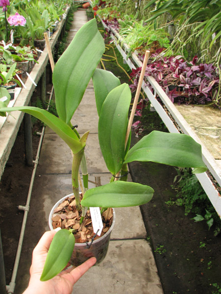 Sophrolaeliocattleya Tutankamen 'Pop'.jpg
