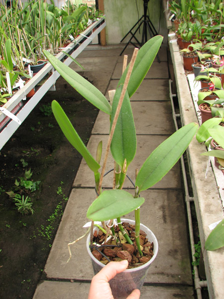 Brassavola glauca x Cattleya intermedia.jpg