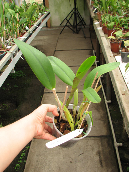 Brassocattleya Angel Lace (Cattleya Little Angel x Brassavola digbyana).jpg
