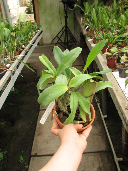 Laeliocattleya Dakao 'Flamea Enami'.jpg