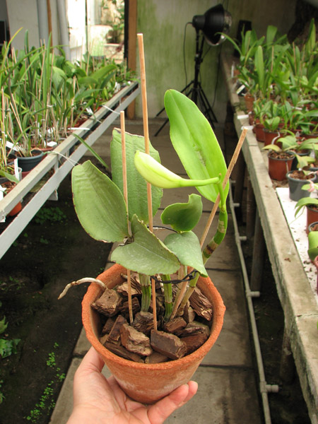 Cattleya Walkerinter.jpg