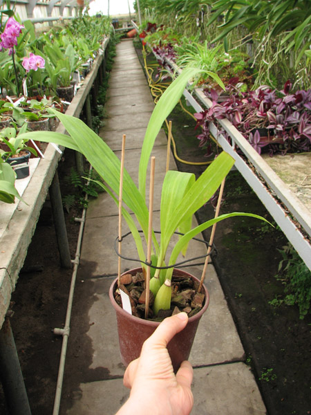Zygopetalum Barbel Hohn.jpg