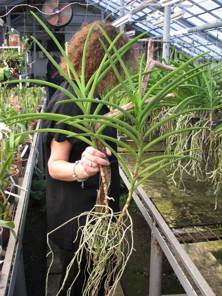 Vanda Merv L Velthuis x Vanda Charles Goodfellow.jpg