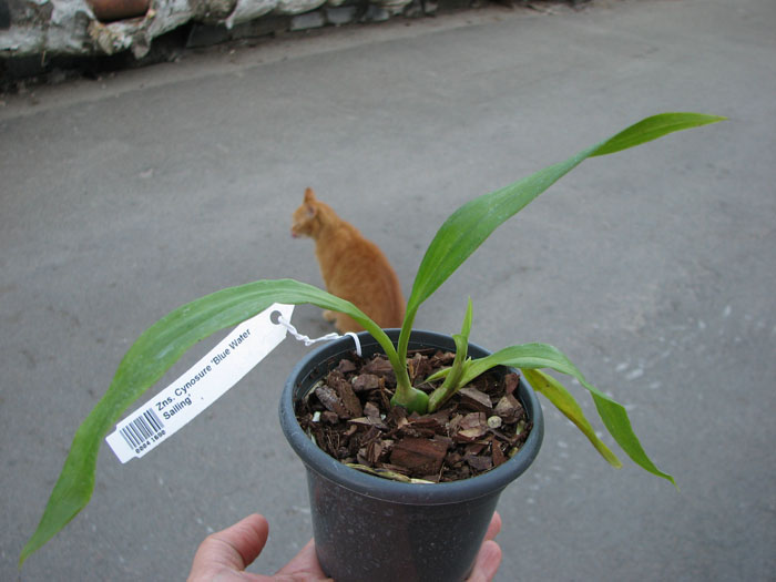 Zygonisia Cynosure 'Blue Water Sailing'.jpg