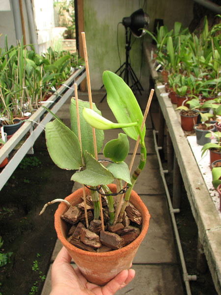Cattleya Walkerinter.jpg