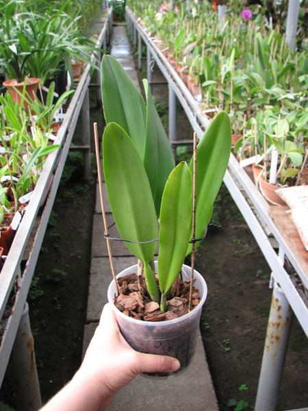 Brassolaeliocattleya Taiwan Ruby 'Taiyoung #6'.jpg