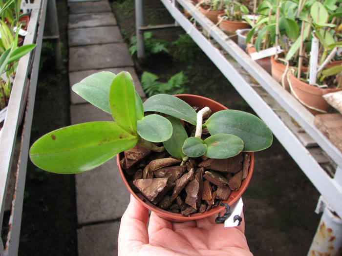 Cattleya Brabantiae 'Banderantes'.jpg