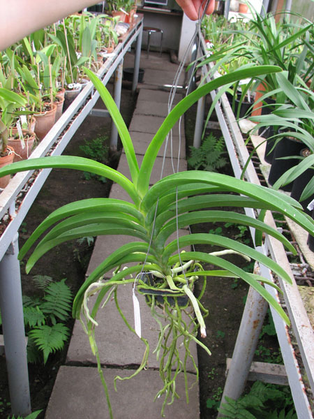 Vanda sanderiana x Taweesuksa.jpg