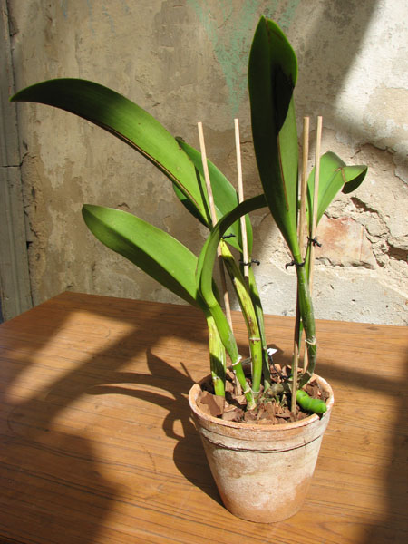 Laeliocattleya Tainan City 'General' (Royal Emperor x Waianae Sunset).jpg