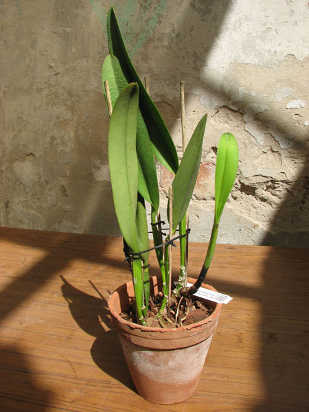Brassolaeliocattleya Toshie Aoki 'Red Hsinying' (Faye Miyamoto x Waianae Flare).jpg