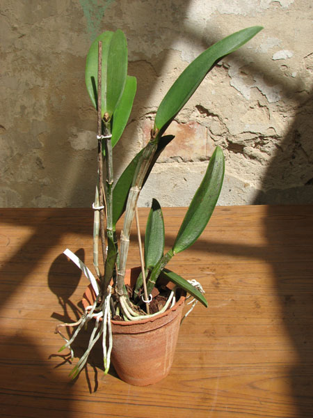(Cattleya Pink Jaguar x Brassavola digbyana) 'ORCHIS'.jpg