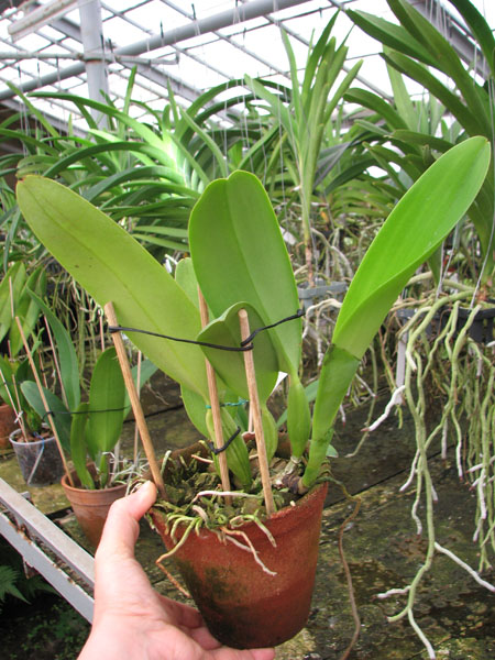 Cattleya labiata alba 'Ótima' XXX x Cattleya labiata roxo bispo 'Urbano'.JPG