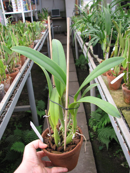Cattleya lueddemaniana (color overlap x Irina).jpg