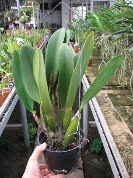 Brassolaeliocattleya Pink Empress 'Ju-Sen'.jpg