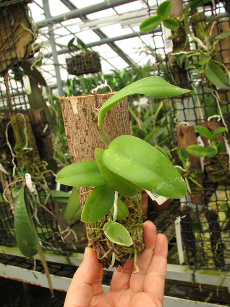 Laelia dayana tipo x self.jpg