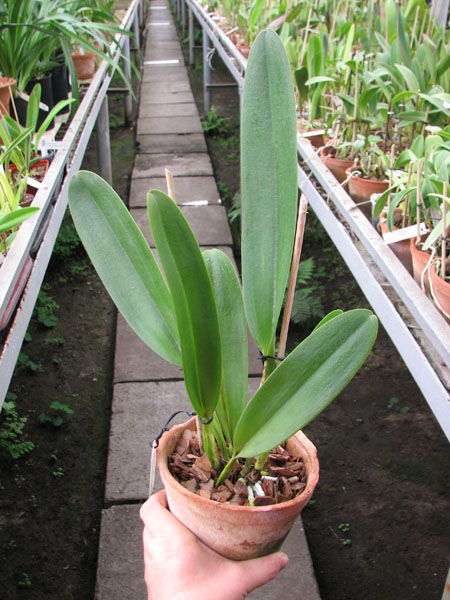 Laeliocattleya Tyl Belle 'Fantasy' (Tyl x Edgard Van Bele).jpg